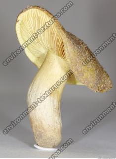 Photo Texture of Mushroom 0014